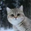 Profile picture for Lorem Ipsum