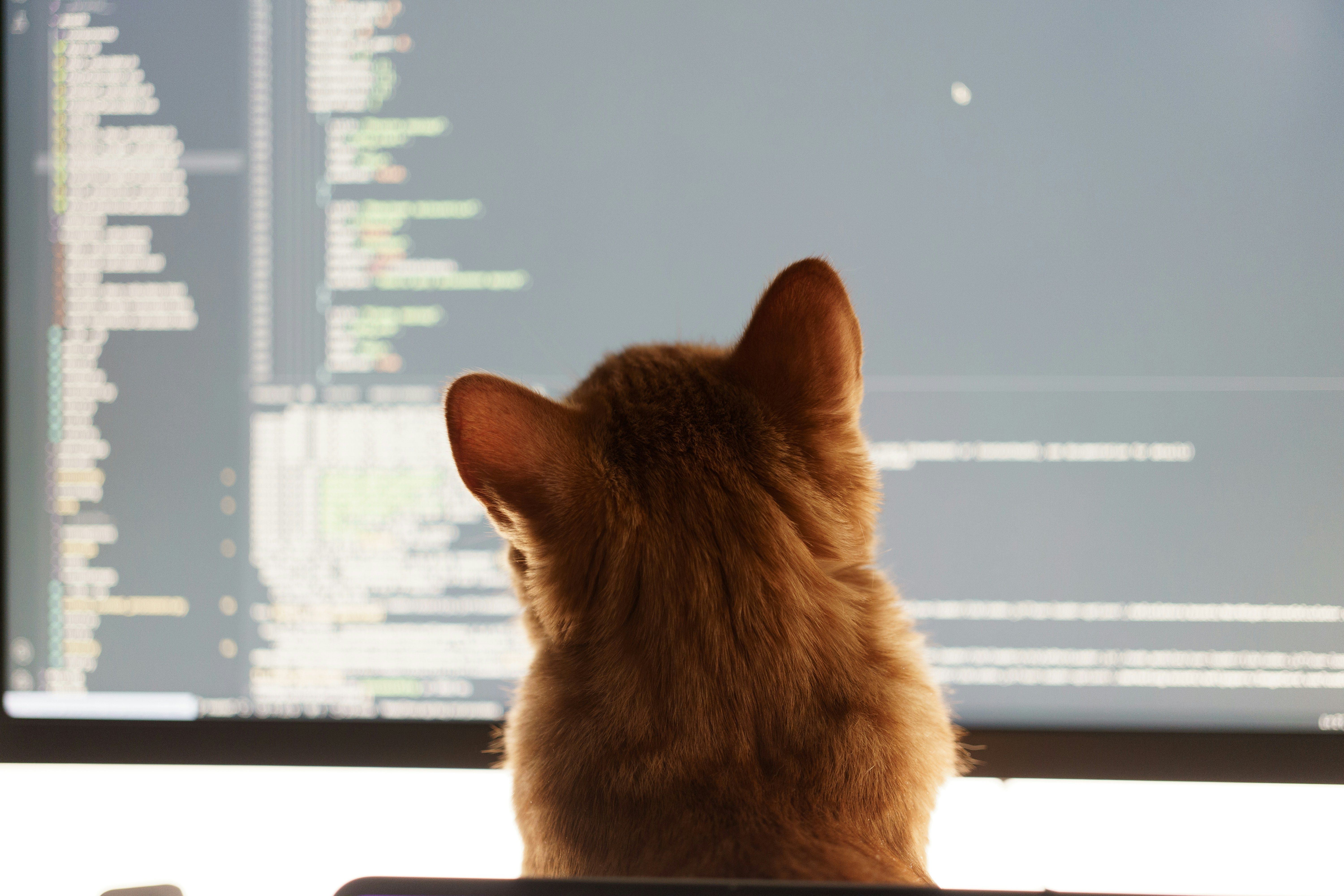 cat sitting in front of a computer monitor