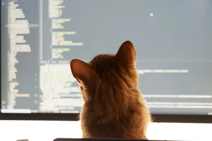 cat sitting in front of a computer monitor